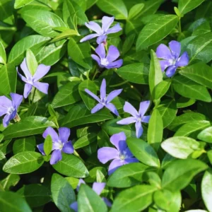 75 Vinca Plants, Vinca Minor Ground Cover Plants, Vinca Minor Plants, Periwinkle Plants Live, 8 to 10 Inc Tall, Vinca Well Rooted for Garden