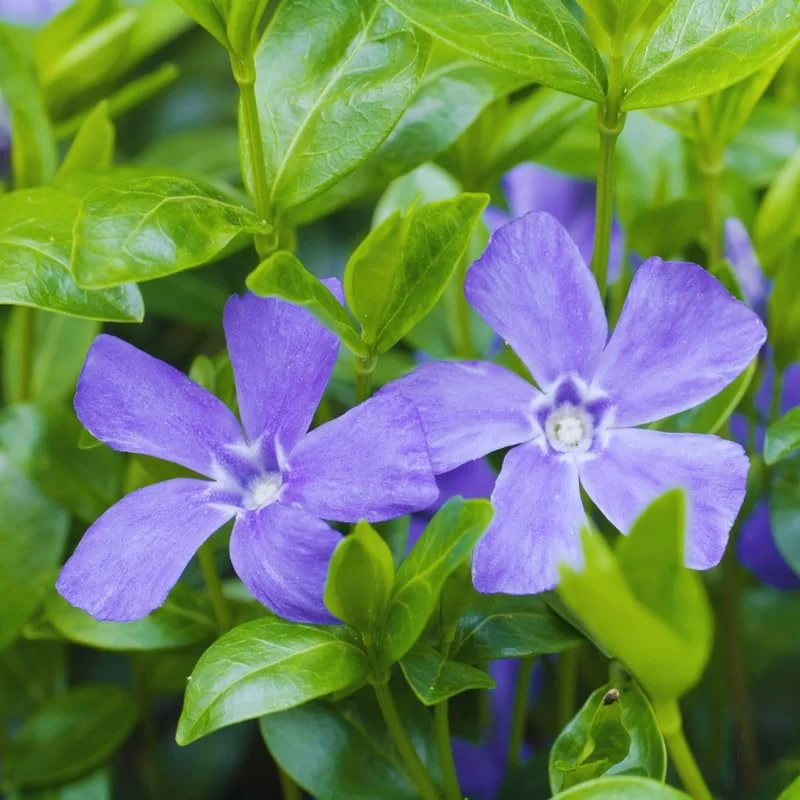 Set of 75 Periwinkle Plants Live, Vinca Plants, Vinca Minor Plants, 8 to 12 Inc Tall, Vinca Minor Ground Cover Plants, Vinca Well Rooted, Ready to Plant