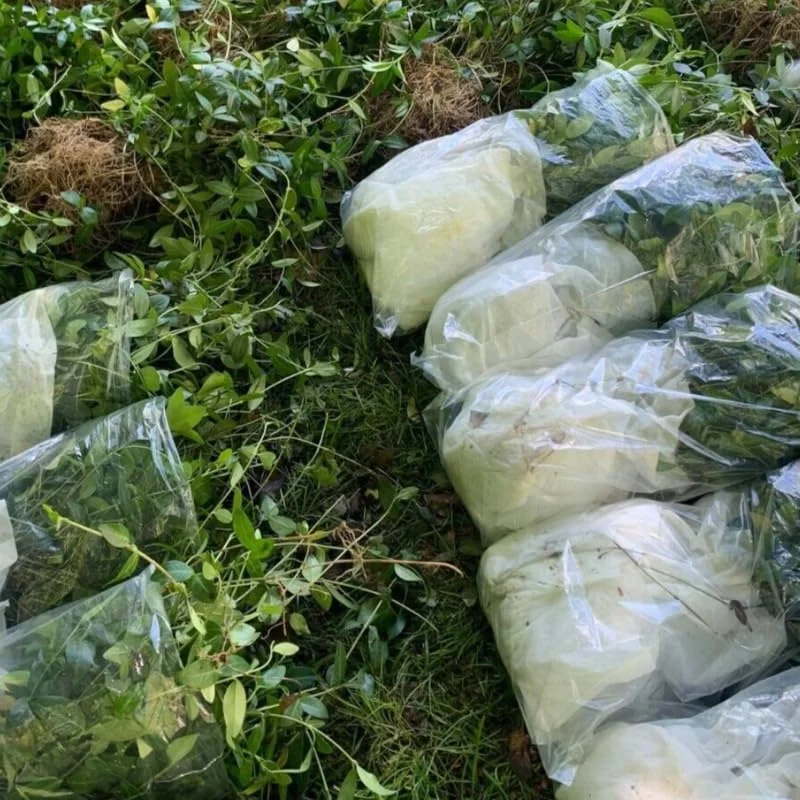 Set of 75 Periwinkle Plants Live, Vinca Plants, Vinca Minor Plants, 8 to 12 Inc Tall, Vinca Minor Ground Cover Plants, Vinca Well Rooted, Ready to Plant