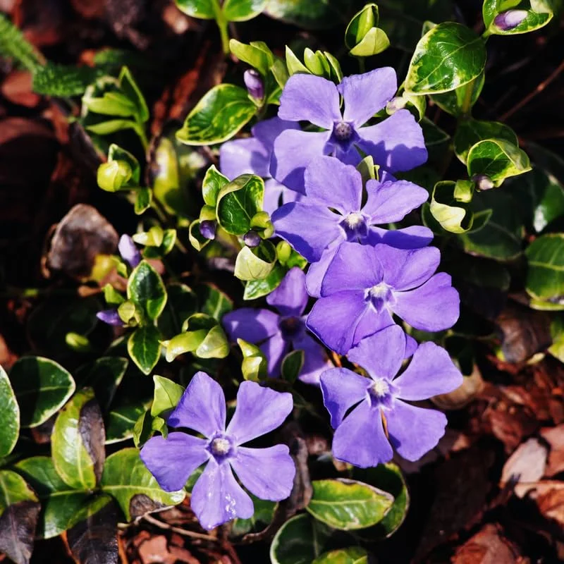 Set of 75 Periwinkle Plants Live, Vinca Plants, Vinca Minor Plants, 8 to 12 Inc Tall, Vinca Minor Ground Cover Plants, Vinca Well Rooted, Ready to Plant