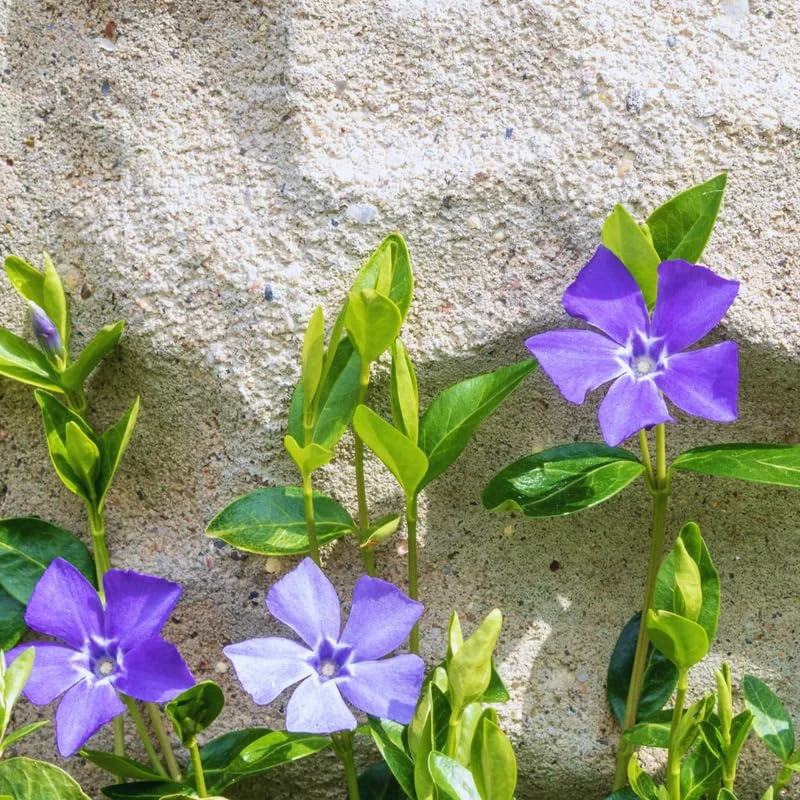 Set of 75 Periwinkle Plants Live, Vinca Plants, Vinca Minor Plants, 8 to 12 Inc Tall, Vinca Minor Ground Cover Plants, Vinca Well Rooted, Ready to Plant