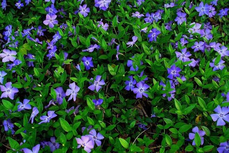 Set of 50 Periwinkle Plants Live, Vinca Plants, Vinca Minor Plants, 8 to 12 Inc Tall, Vinca Minor Ground Cover Plants, Vinca Well Rooted, Ready to Plant