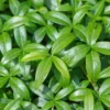 150 Vinca Plants, Vinca Minor Ground Cover Plants, Vinca Minor Plants, Periwinkle Plants Live, 8 to 10 Inc Tall, Vinca Well Rooted for Garden