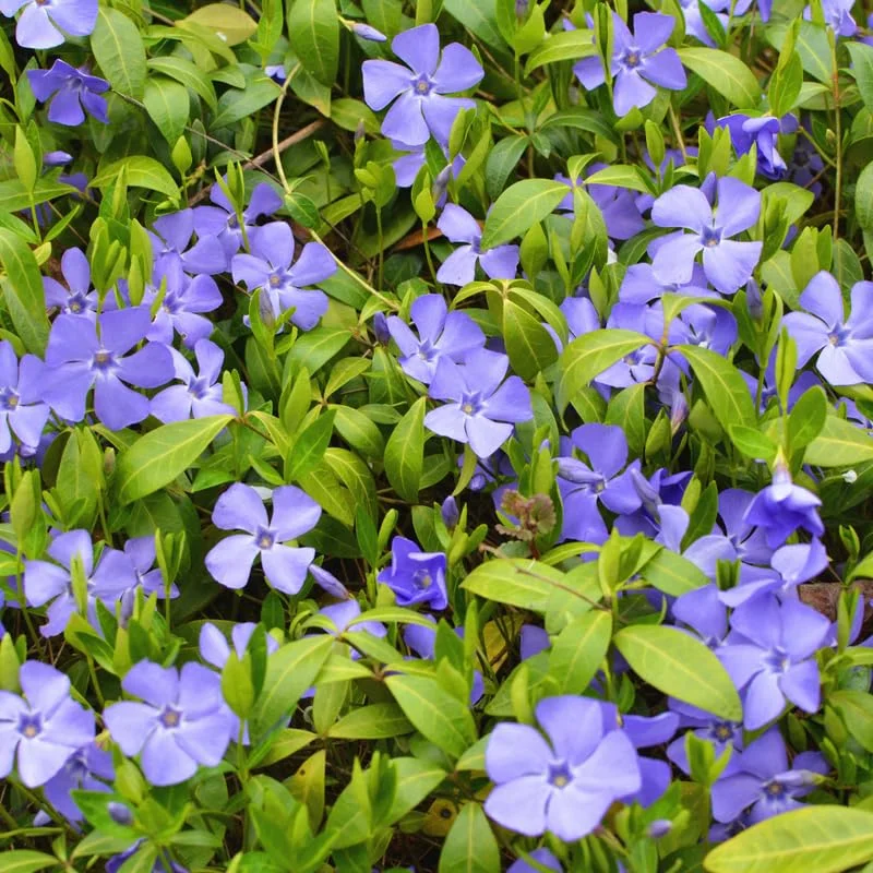 200 Vinca Plants, Vinca Minor Ground Cover Plants, Vinca Minor Plants, Periwinkle Plants Live, 8 to 10 Inc Tall, Vinca Well Rooted for Garden