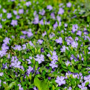 200 Vinca Plants, Vinca Minor Ground Cover Plants, Vinca Minor Plants, Periwinkle Plants Live, 8 to 10 Inc Tall, Vinca Well Rooted for Garden