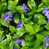 200 Vinca Plants, Vinca Minor Ground Cover Plants, Vinca Minor Plants, Periwinkle Plants Live, 8 to 10 Inc Tall, Vinca Well Rooted for Garden