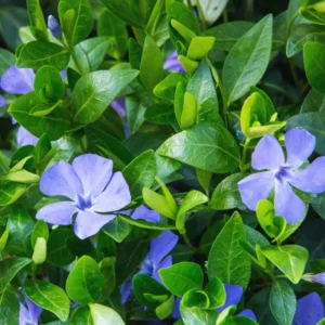 Set of 100 Periwinkle Plants Live, Vinca Plants, Vinca Minor Plants, 8 to 12 Inc Tall, Vinca Minor Ground Cover Plants, Vinca Well Rooted, Ready to Plant