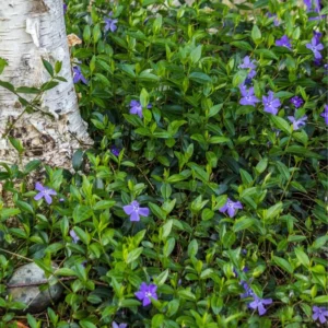 Set of 150 Periwinkle Plants Live, Vinca Plants, Vinca Minor Plants, 8 to 12 Inc Tall, Vinca Minor Ground Cover Plants, Vinca Well Rooted, Ready to Plant
