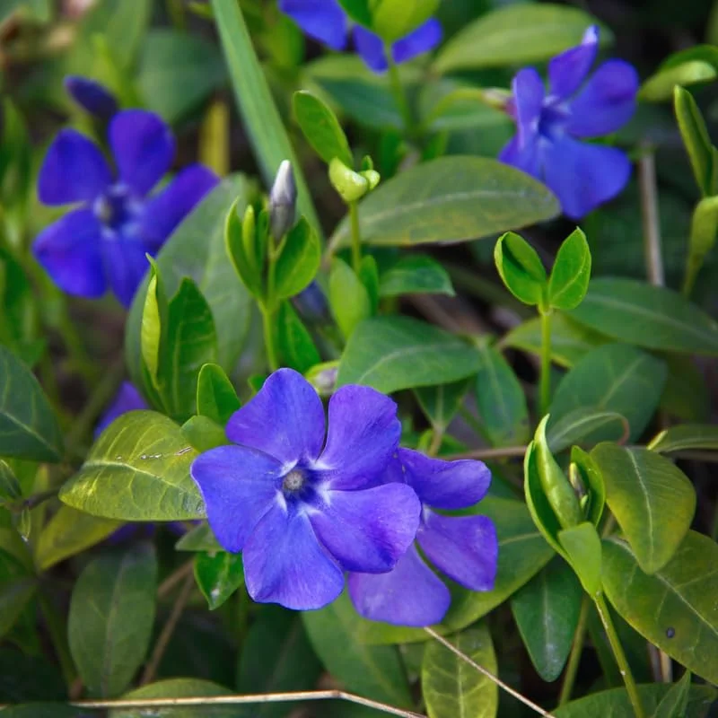 Set of 200 Periwinkle Plants Live, Vinca Plants, Vinca Minor Plants, 8 to 12 Inc Tall, Vinca Minor Ground Cover Plants, Vinca Well Rooted, Ready to Plant
