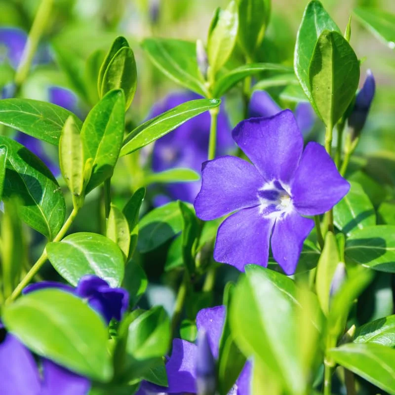 Set of 300 Periwinkle Plants Live, Vinca Plants, Vinca Minor Plants, 8 to 12 Inc Tall, Vinca Minor Ground Cover Plants, Vinca Well Rooted, Ready to Plant