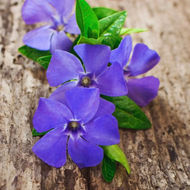 350 Vinca Plants, Vinca Minor Ground Cover Plants, Vinca Minor Plants, Periwinkle Plants Live, 8 to 10 Inc Tall, Vinca Well Rooted for Garden