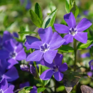 Set of 500 Periwinkle Plants Live, Vinca Plants, Vinca Minor Plants, 8 to 12 Inc Tall, Vinca Minor Ground Cover Plants, Vinca Well Rooted, Ready to Plant