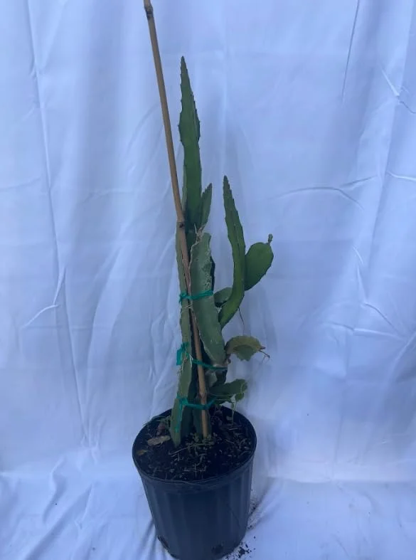 White Dragon Fruit Plant Live, 3 Gallon Pot, Pitaya Plant Live Dragon Fruit Plant, 2 to 3 Feet Tall, Dragon Fruit Live Plant, Sweet Fruit Plant for Gardening, Dragon Fruit Plant Tree