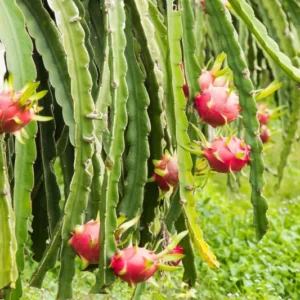 White Dragon Fruit Plant Live, 3 Gallon Pot, Pitaya Plant Live Dragon Fruit Plant, 2 to 3 Feet Tall, Dragon Fruit Live Plant, Sweet Fruit Plant for Gardening, Dragon Fruit Plant Tree