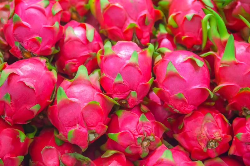 White Dragon Fruit Plant Live, Pitaya Plant, Live Dragon Fruit Plant, 2 to 3 Feet Tall, Dragon Fruit Plant Pot, 3 Gallon Pot, Sweet Fruit Plant