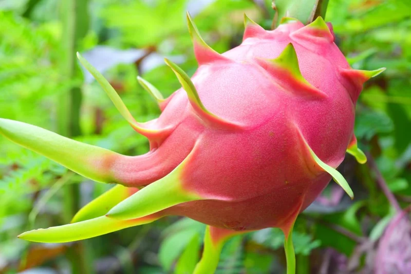 White Dragon Fruit Plant Live, Pitaya Plant, Live Dragon Fruit Plant, 2 to 3 Feet Tall, Dragon Fruit Plant Pot, 3 Gallon Pot, Sweet Fruit Plant