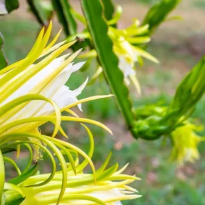 White Dragon Fruit Plant Live, 3 Gallon Potted, Pitaya Plant, Live Dragon Fruit Plant, Dragon Fruit Tree Plant, 2 to 3 Feet Tall, Dragon Fruit Live Plant, Sweet Fruit Plant