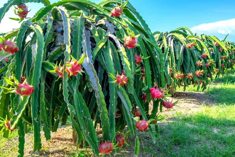 White Dragon Fruit Plant Live, 3 Gallon Potted, Pitaya Plant, Live Dragon Fruit Plant, Dragon Fruit Tree Plant, 2 to 3 Feet Tall, Dragon Fruit Live Plant, Sweet Fruit Plant