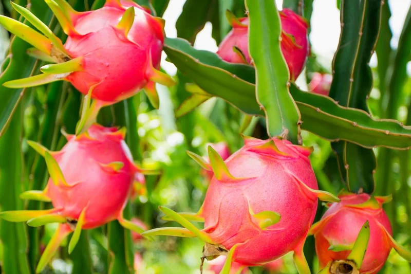 Red Dragon Fruit Plant Live, 3 Gallon Potted, Live Dragon Fruit Plant, Dragon Fruit Tree Plant, 2 to 3 Feet Tall, Dragon Fruit Live Plant, Sweet Fruit Plant