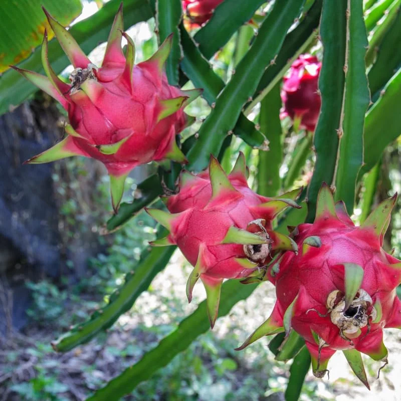 Red Dragon Fruit Plant Live, 3 Gallon Potted, Live Dragon Fruit Plant, Dragon Fruit Tree Plant, 2 to 3 Feet Tall, Dragon Fruit Live Plant, Sweet Fruit Plant