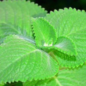 Cuban Oregano Plants Live, 2 Plants, Live Cuban Oregano Plant Indoor, 4 to 6 Inc Tall, Mexican Mint Plant, Spanish Thyme Plant Live, Well Rooted for Gardening
