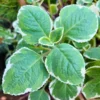 Set of 3 Mix Cuban Oregano Plants Live, Live Cuban Oregano Plant Indoor, 4 to 6 Inc Tall, Mexican Mint Plant, Spanish Thyme Plant Live, Well Rooted for Gardening Outdoor Indoor