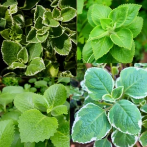 Set of 3 Mix Cuban Oregano Plants Live, Live Cuban Oregano Plant Indoor, 4 to 6 Inc Tall, Mexican Mint Plant, Spanish Thyme Plant Live, Well Rooted for Gardening Outdoor Indoor