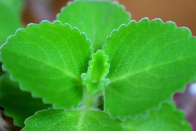 Set 2 Cuban Oregano Plants Live, Live Cuban Oregano Plant Indoor, 3 to 6 Inc Tall, Green Mexican Mint Plant, Spanish Thyme Plant Live