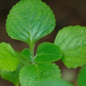 Set 2 Cuban Oregano Plants Live, Live Cuban Oregano Plant Indoor, 3 to 6 Inc Tall, Green Mexican Mint Plant, Spanish Thyme Plant Live