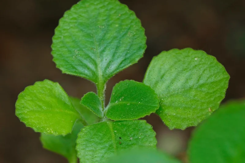 Set 2 Cuban Oregano Plants Live, Live Cuban Oregano Plant Indoor, 3 to 6 Inc Tall, Green Mexican Mint Plant, Spanish Thyme Plant Live