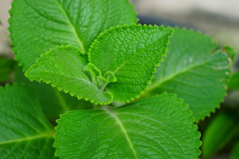 Set 2 Cuban Oregano Plants Live, Live Cuban Oregano Plant Indoor, 3 to 6 Inc Tall, Green Mexican Mint Plant, Spanish Thyme Plant Live