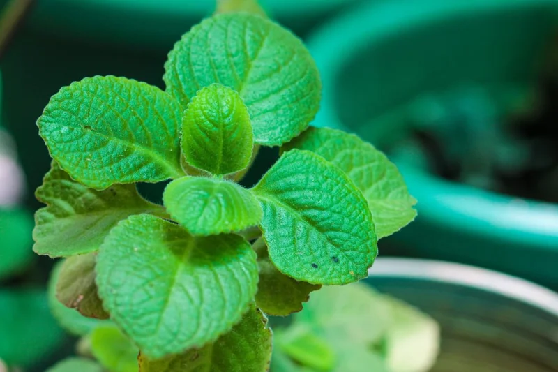 Set 2 Cuban Oregano Plants Live, Live Cuban Oregano Plant Indoor, 3 to 6 Inc Tall, Green Mexican Mint Plant, Spanish Thyme Plant Live