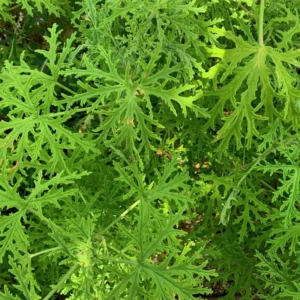 Set 4 of Citronella Plants Live, Citronella Live Plants, Live Citronella Plant Indoor Outdoor, 3 to 6 Inches Tall, Citronella Indoor Plant, Small Citronella Plants