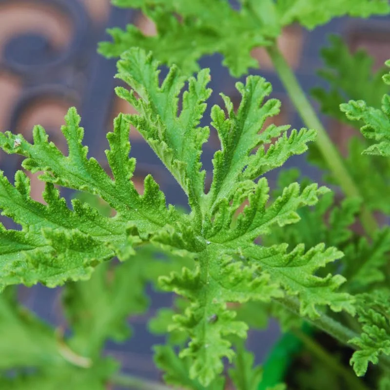 Set 4 of Citronella Plants Live, Citronella Live Plants, Live Citronella Plant Indoor Outdoor, 3 to 6 Inches Tall, Citronella Indoor Plant, Small Citronella Plants