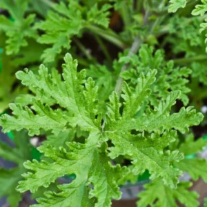 Set 4 of Citronella Plants Live, Citronella Live Plants, Live Citronella Plant Indoor Outdoor, 3 to 6 Inches Tall, Citronella Indoor Plant, Small Citronella Plants