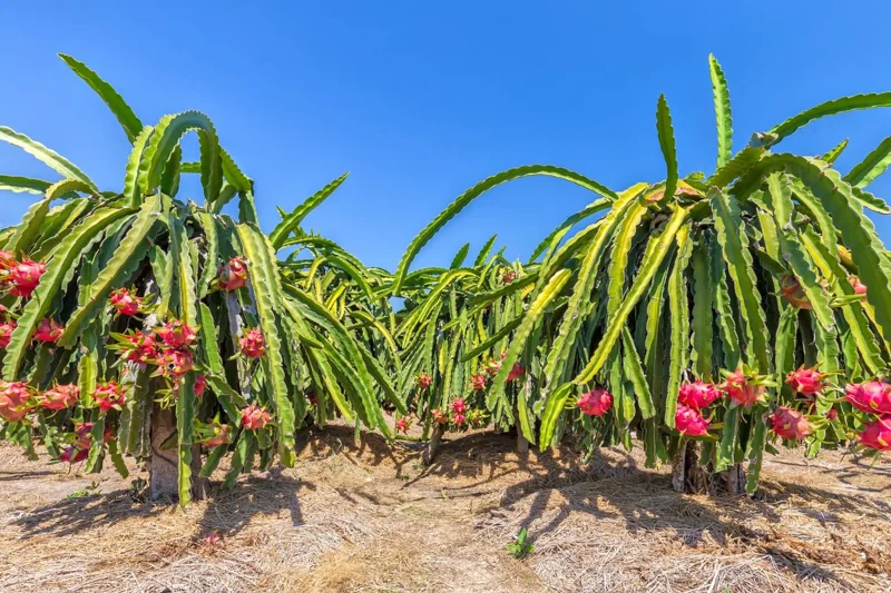 Dragon Fruit Plant Live, Live White Dragon Fruit Plant, Pitaya Plant, 4 to 7 Inches Tall, Sweet Fruit Plant, Dragon Fruit Live Plant, Dragon Fruit Well Rooted