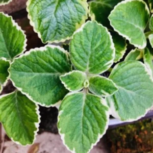 02 Cuban Oregano Plants Live, Live Variegated Cuban Oregano Plant Indoor, 3 to 6 Inc Tall, Mexican Mint Plant, Spanish Thyme Plant Live, Cuban Oregano Starter Plant, Herb Plant Indoor