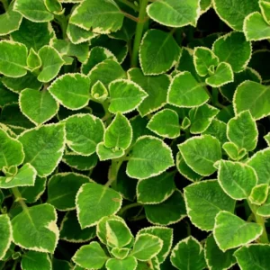 02 Cuban Oregano Plants Live, Live Variegated Cuban Oregano Plant Indoor, 3 to 6 Inc Tall, Mexican Mint Plant, Spanish Thyme Plant Live, Cuban Oregano Starter Plant, Herb Plant Indoor
