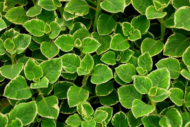 02 Cuban Oregano Plants Live, Live Variegated Cuban Oregano Plant Indoor, 3 to 6 Inc Tall, Mexican Mint Plant, Spanish Thyme Plant Live, Cuban Oregano Starter Plant, Herb Plant Indoor