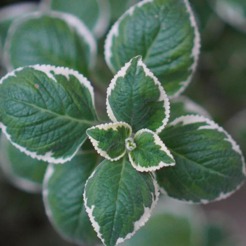 02 Cuban Oregano Plants Live, Live Variegated Cuban Oregano Plant Indoor, 3 to 6 Inc Tall, Mexican Mint Plant, Spanish Thyme Plant Live, Cuban Oregano Starter Plant, Herb Plant Indoor