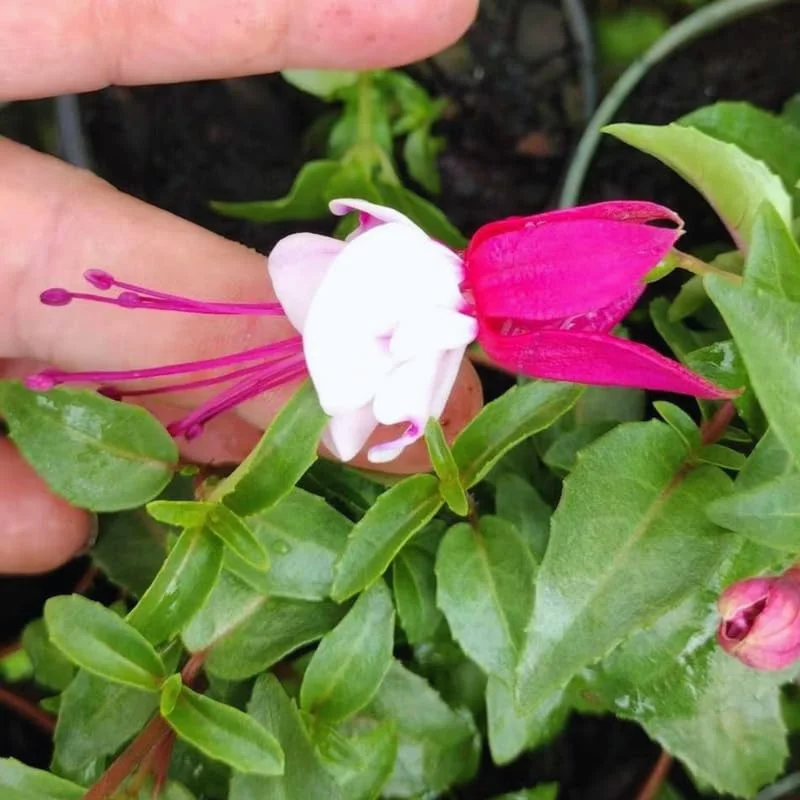 Fuchsia Plant Live, Live Fuchsia Plant, 3 to 5 Inches Tall, Fuchsia Live Plant, White Pink Flower Fuchsia Plant, Fuchsia Plant Pot for Garden Outdoor Indoor