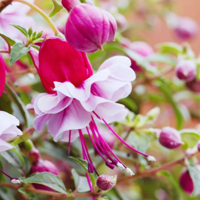 Fuchsia Plant Live, Live Fuchsia Plant, 3 to 5 Inches Tall, Fuchsia Live Plant, White Pink Flower Fuchsia Plant, Fuchsia Plant Pot for Garden Outdoor Indoor