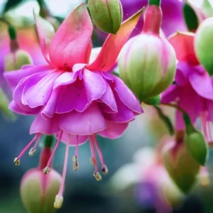 Pack 2 Fuchsia Plants Live, Pink White Flower Fuchsia Plant, 3 to 5 Inches Tall, Fuchsia Live Plant, Live Fuchsia Plant, Fuchsia Plant Pot for Growing Outdoors Indoors