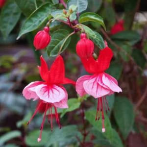 Pack 2 Fuchsia Plants Live, Pink White Flower Fuchsia Plant, 3 to 5 Inches Tall, Fuchsia Live Plant, Live Fuchsia Plant, Fuchsia Plant Pot for Growing Outdoors Indoors