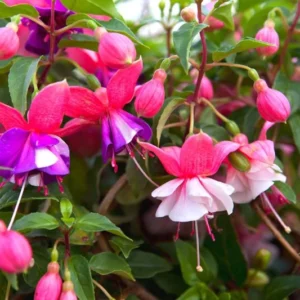 3 Live Fuchsia Plants, 3 to 5 Inches Tall, Purple Pink Fuchsia Plant Live, Fuchsia Live Plant, Flower Fuchsia Plant, Fuchsia Plant Pot
