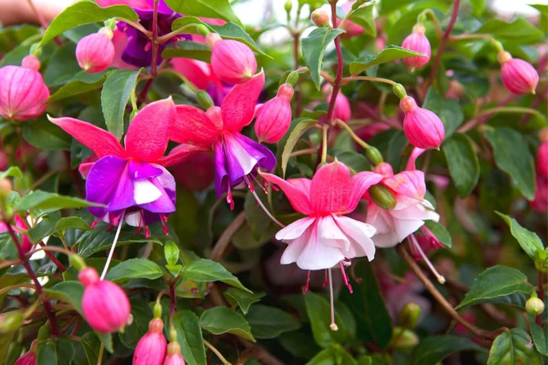 3 Live Fuchsia Plants, 3 to 5 Inches Tall, Purple Pink Fuchsia Plant Live, Fuchsia Live Plant, Flower Fuchsia Plant, Fuchsia Plant Pot