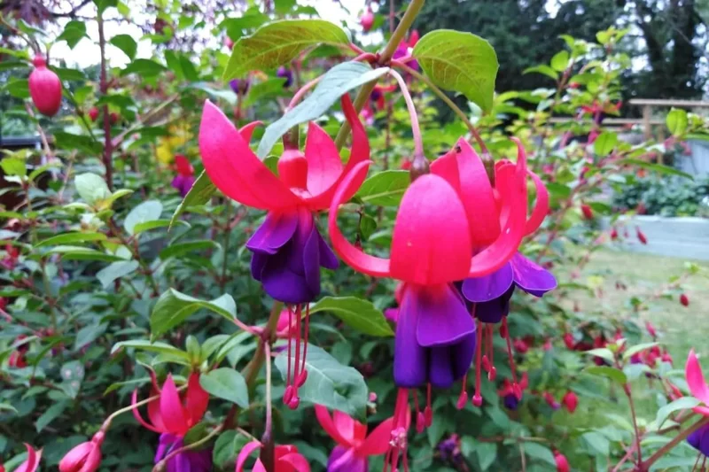 2 Fuchsia Plants Live Indoor Outdoor, Live Fuchsia Plant, Pink Purple Fuchsia Live Plant, 3 to 5 Inches Tall