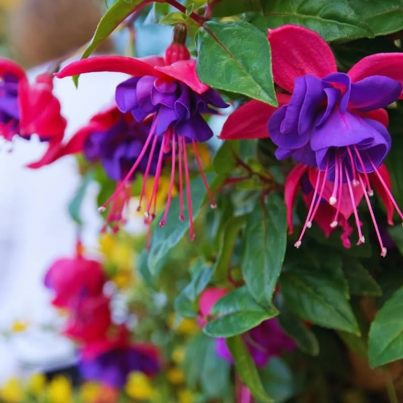 2 Fuchsia Plants Live Indoor Outdoor, Live Fuchsia Plant, Pink Purple Fuchsia Live Plant, 3 to 5 Inches Tall