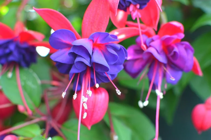 2 Fuchsia Plants Live, Pink Purple Flower Fuchsia Plant, 4 to 6 Inches, Fuchsia Live Plant, Live Fuchsia Plant