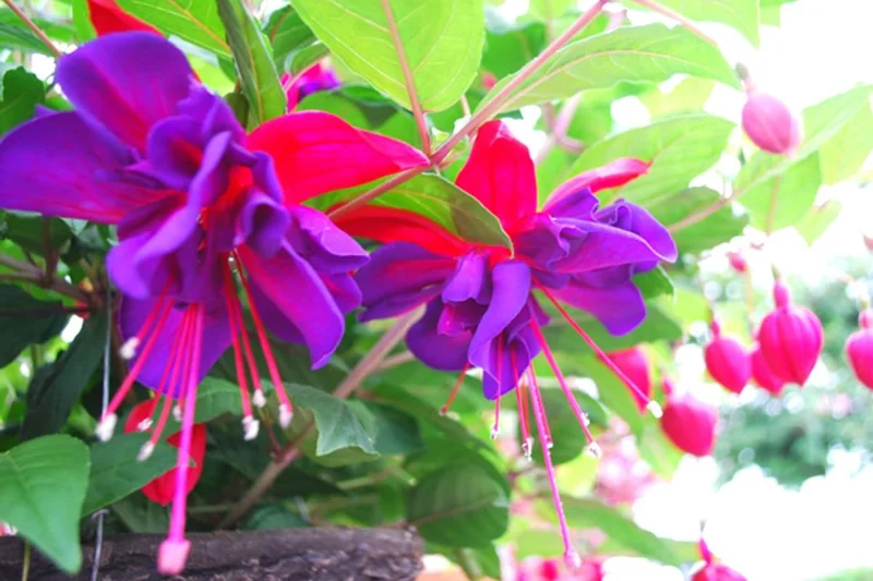 2 Fuchsia Plants Live, Pink Purple Flower Fuchsia Plant, 4 to 6 Inches, Fuchsia Live Plant, Live Fuchsia Plant